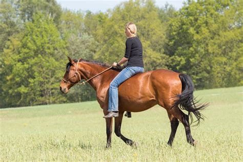 pornos reiten|Reiten